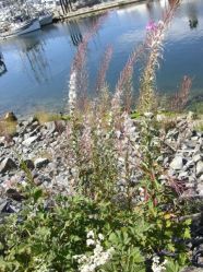 Gorgeous flowers by the river, Ucelet, BC, Canada