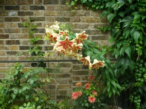 beautiful flowers in London's small roads